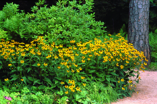 Orange coneflowers growing in a cluster with other plants of varying heights.